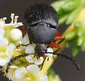 Pseudocistela opaca - photo 2