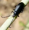 Pseudocistela opaca - photo 3