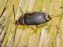 Pseudocistela opaca - photo 4