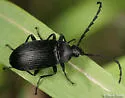 Pseudocistela pinguis