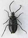 Pseudocistela pinguis - photo 3