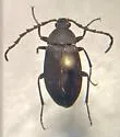 Pseudocistela pinguis - photo 5