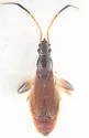 Pseudocnemodus canadensis - photo 2