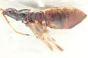 Pseudocnemodus canadensis - photo 4
