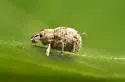 Pseudocneorhinus obesus