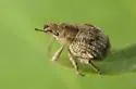 Pseudocneorhinus obesus - photo 3