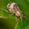 Pseudocneorhinus obesus - photo 4