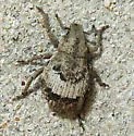 Pseudocneorhinus obesus - photo 5