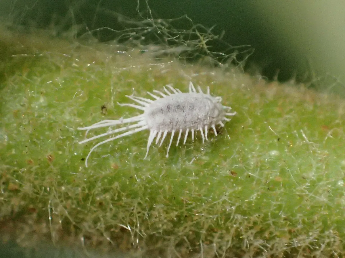 Mealybugs - photo 2