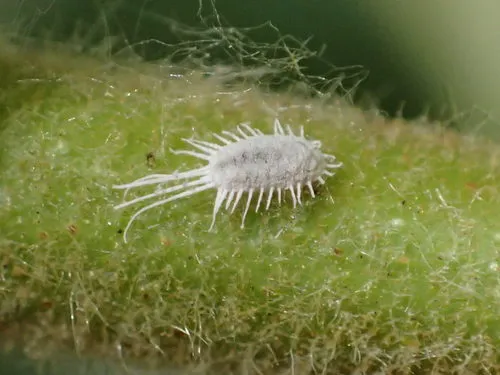 Mealybugs - photo 3