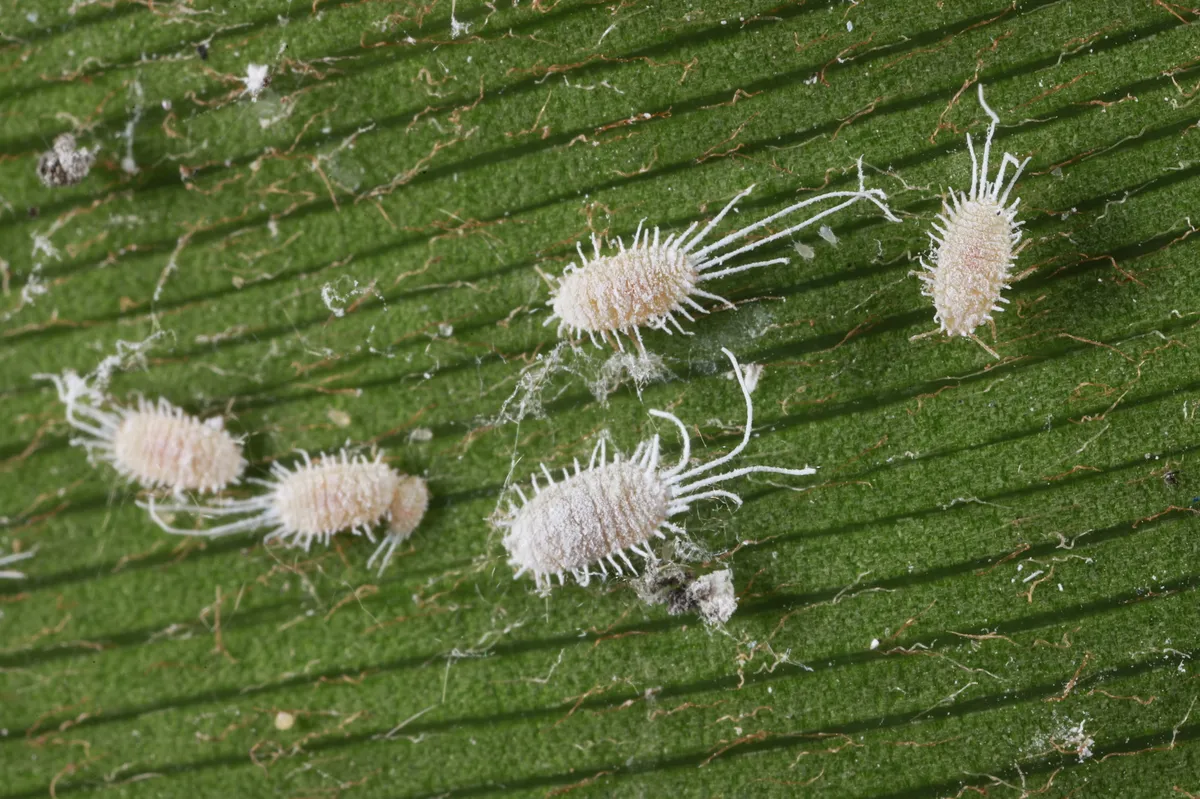 Long-tailed Mealybug