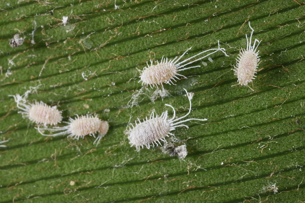 Long-tailed Mealybug - photo 2