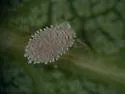 Grape Mealybug - Pseudococcus maritimus