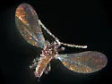 Grape Mealybug - photo 2