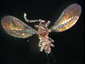 Grape Mealybug - photo 3