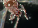 Grape Mealybug - photo 4
