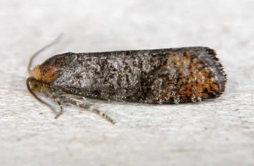 Pseudococcyx posticana - Pseudococcyx posticana