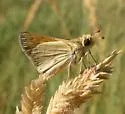 Alkali Skipper - Hodges#4016