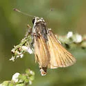 Alkali Skipper - Hodges#4016 - photo 2