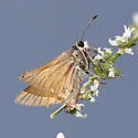 Alkali Skipper - Hodges#4016 - photo 3
