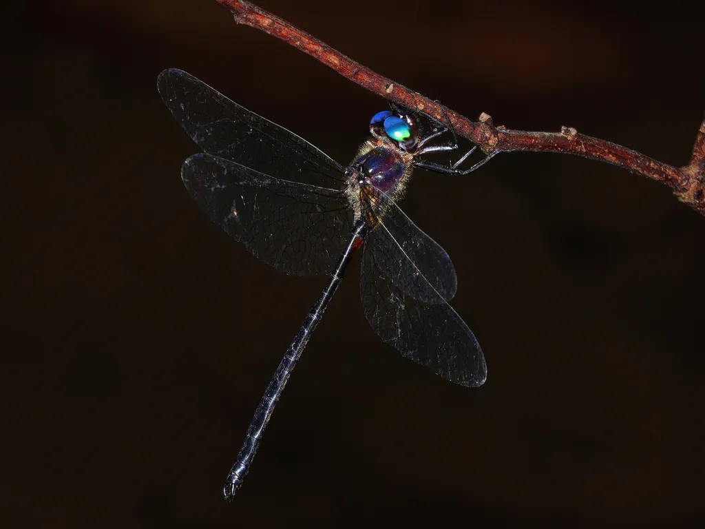 Pseudocorduliidae - photo 2