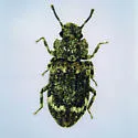 Pseudocorticus blairi