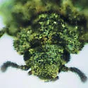 Pseudocorticus blairi - photo 2