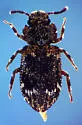 Pseudocorticus blairi - photo 3