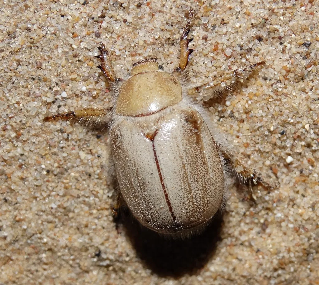 Andrew's Dune Scarab - photo 2