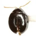 Pseudodibolia opima - Pseudodibolia opima