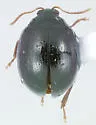 Pseudodibolia opima - photo 3