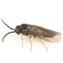 Pseudodineura parva