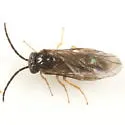 Pseudodineura parva - photo 2