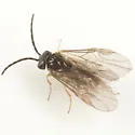 Pseudodineura parva - photo 3