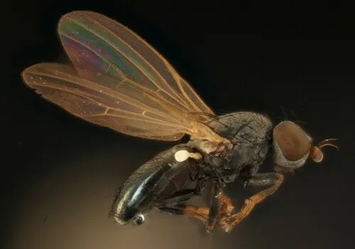 Pseudodinia angelica