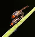 Pseudodinia antennalis
