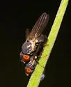 Pseudodinia antennalis - photo 2
