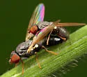 Pseudodinia antennalis - photo 3