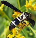 Pseudodynerus quadrisectus - photo 4
