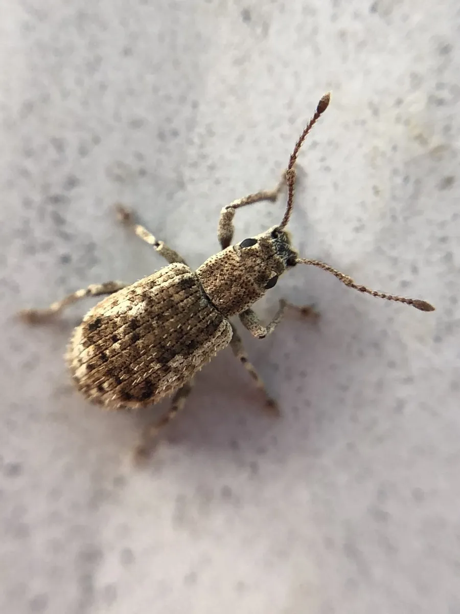 Peach Root Weevil - photo 2