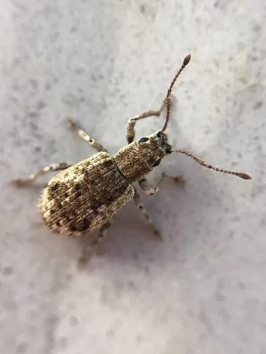 Peach Root Weevil - photo 3