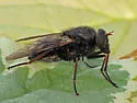 Pseudoerinna jonesi - Pseudoerinna jonesi