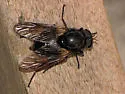 Pseudoerinna jonesi - photo 2