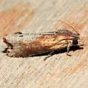 Inimical Borer Moth - Hodges#3500 - Pseudogalleria inimicella