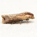 Inimical Borer Moth - Hodges#3500 - photo 2