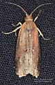 Inimical Borer Moth - Hodges#3500 - photo 3