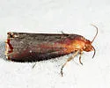 Inimical Borer Moth - Hodges#3500 - photo 4