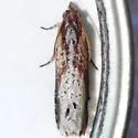 Inimical Borer Moth - Hodges#3500 - photo 5