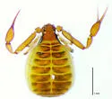 Pseudogarypus banksi