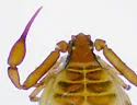 Pseudogarypus banksi - photo 2